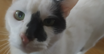 soary pet sitter à AMIENS 80000_4