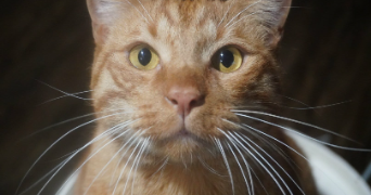 alisson pet sitter à GRENOBLE 38000_1