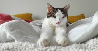 guillard pet sitter à ST NAZAIRE 44600_5
