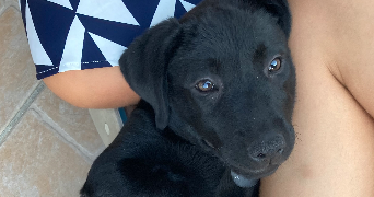 margaux pet sitter à GRADIGNAN 33170_5