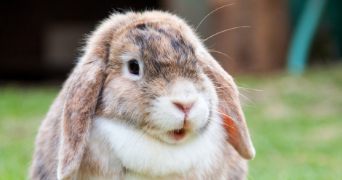 youssouf pet sitter à EVRY COURCOURONNES 91000_0