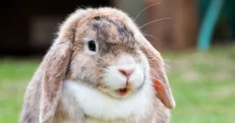 youssouf pet sitter à EVRY COURCOURONNES 91000