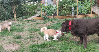 veronique pet sitter à ST LEONARD DE NOBLAT 87400_7