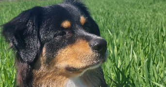 léa pet sitter à LIMONY 07340_2