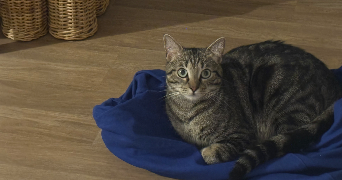 nardjess pet sitter à Saint ouen 93400_1