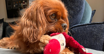 chloé pet sitter à CLAMART 92140_1