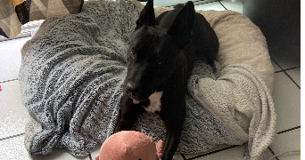 michael  pet sitter à ORLEANS 45100_2