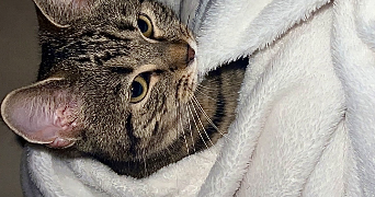 sandra pet sitter à ACHERES 78260_5