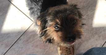 noemie pet sitter à TOULOUSE 31500_3