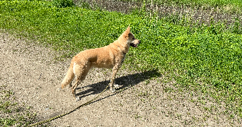 agnès pet sitter à VANNES SUR COSSON 45510_10