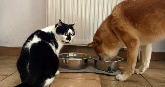 lauryn pet sitter à CHATENOIS LES FORGES 90700_4