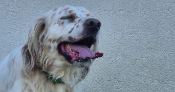 délia pet sitter à BETTON 35830_5