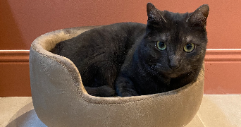 mélissa pet sitter à Dombasle Sur Meurthe 54110_3