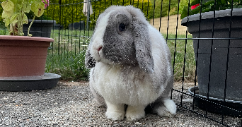 eva pet sitter à PROVINS 77160_4