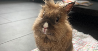 leïna pet sitter à Rouen 76000_0