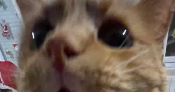 lisa pet sitter à LANDIVISIAU 29400_0