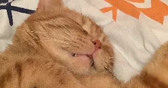 lisa pet sitter à LANDIVISIAU 29400