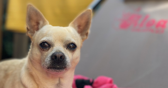 laurine  pet sitter à CHATENOIS 67730_3