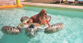 jeanne pet sitter à FOUESNANT 29170_2