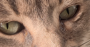 chaïma pet sitter à MARSEILLE 07 13007_1