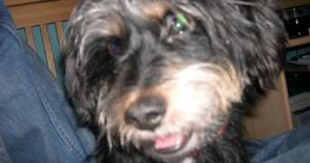 jaime pet sitter à MAUREPAS 78310_4