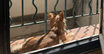 jade  pet sitter à AIX EN PROVENCE 13100_2