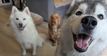 olivier pet sitter à LISSES 91090_2