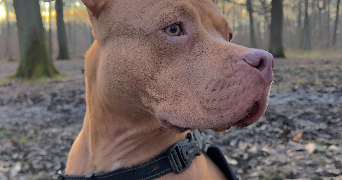 ophélie pet sitter à Saint-Cyr-l'École 78210_2