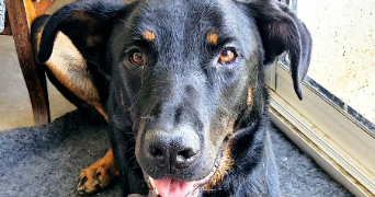 françois pet sitter à NERAC 47600_2