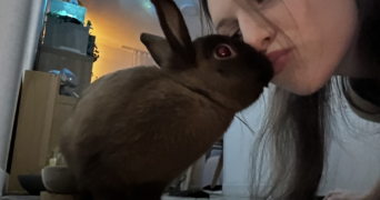 emma pet sitter à TOULOUSE 31300_2