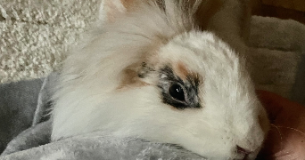 céryne pet sitter à FLEURY LES AUBRAIS 45400_4