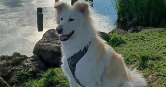 héli pet sitter à CRETEIL 94000_5
