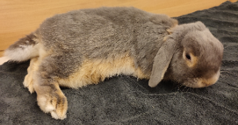 océane pet sitter à Villenave-d'Ornon 33140_1