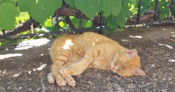 alice pet sitter à GRENOBLE 38000_2