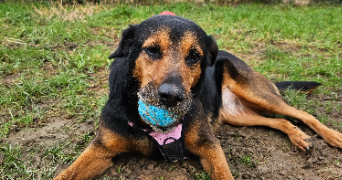 alicia pet sitter à PRINQUIAU 44260_4