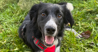 melanie pet sitter à LONGPERRIER 77230_4