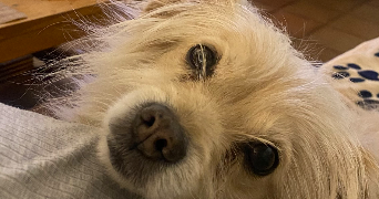 paloma pet sitter à LYON 01 69001_1