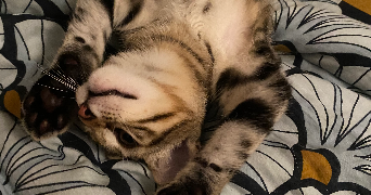 camille pet sitter à VILLENAVE D ORNON 33140_6