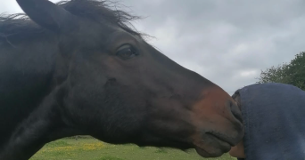 morgane pet sitter à LA CHAPELLE NEUVE 56500_0