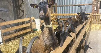 pauline pet sitter à DUNKERQUE 59140_1