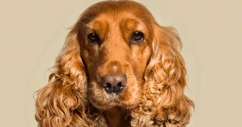 alexandre dog sitter à LA GARENNE COLOMBES 92250