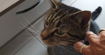 christine pet sitter à VELIZY VILLACOUBLAY 78140_0