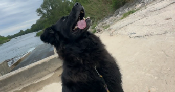 marine pet sitter à ROCHEFORT DU GARD 30650_3