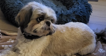 severine pet sitter à SAVIGNY SUR ORGE 91600_1