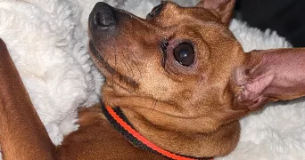 stephanie pet sitter à OZOIR LA FERRIERE 77330