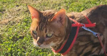 ophélie pet sitter à CARVIN 62220