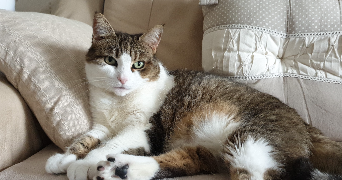 marie line pet sitter à FLEURY SUR ANDELLE 27380_5