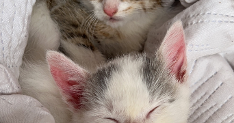 saciya pet sitter à ST MARTIN D HERES 38400_1