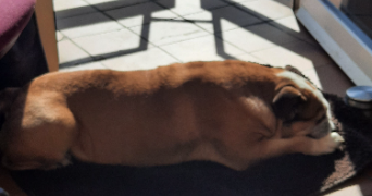 sandrine pet sitter à COUVIN 5660_2