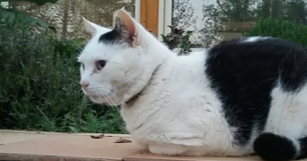 elisa pet sitter à LYON 04 69004_0
